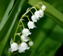 lily of the valley